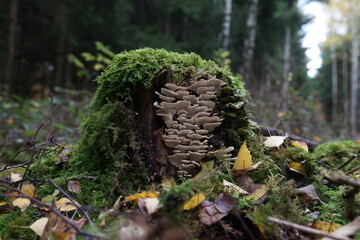 Autumn mushrooms grow in the forest on a stump
