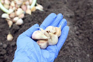Planting material of winter garlic on the hand in a blue glove on the background of the garden, close - up-the concept of proper and timely planting of a useful vitamin vegetable