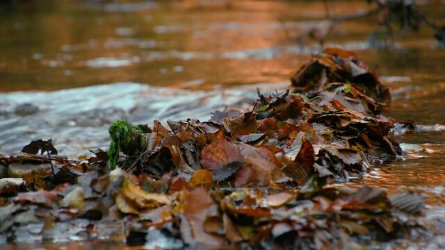 Close up colorful Alpine stream flowing in pristine forest in autumn season. Sunrise vibrant colors reflected on the water. Small narrow creek in the woods. Static shot, 4K, real time, low angle