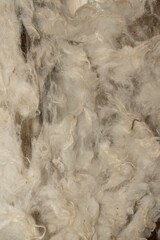 
texture image of sheep wool