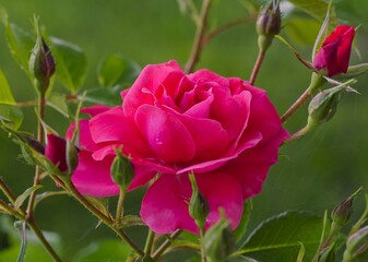 Vivid salmon pink rose flower  with buds, Bad Birnbach variety, on the green natural background