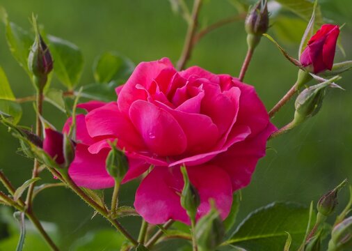 Vivid salmon pink rose flower  with buds, Bad Birnbach variety, on the green natural background