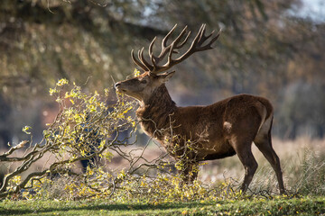 Deer having a scratch