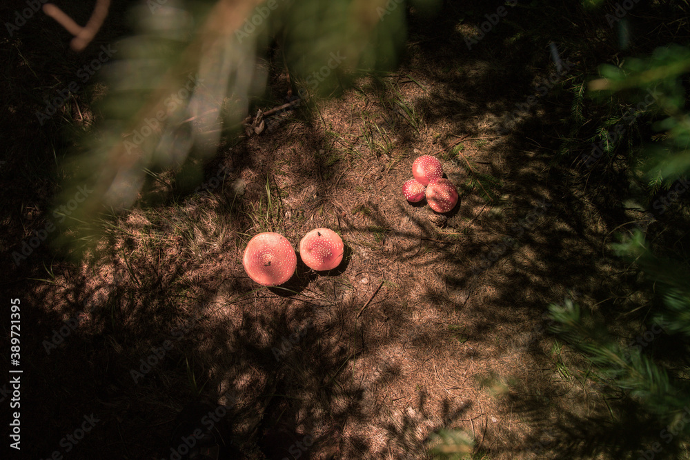 Sticker Closeup shot of red mushrooms growing in the forest