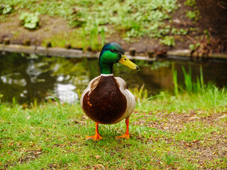 duck on a pond
