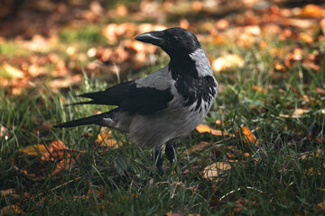 single crow on the grass turning it's head back 