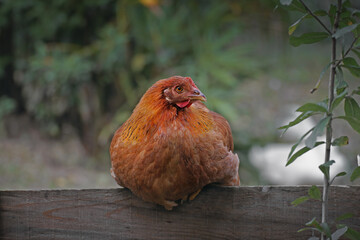 single orange colored roosting chicken on green background
