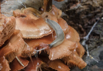 Eine Schnecke  auf Schwammpilzen   