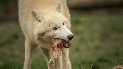 Repas du loup blanc