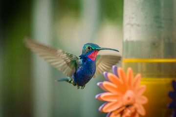 hummingbird in flight