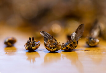 extermination of an invasive species of Asian ladybug