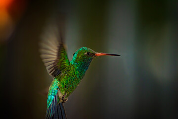 hummingbird in flight