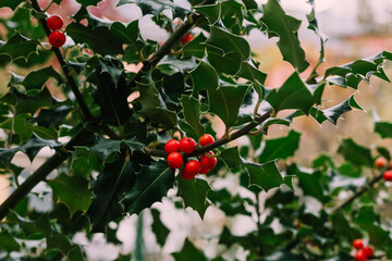 Holly, ivy and mistletoe Green Christmas and winter background. Tradition Christmas for the holiday season. December