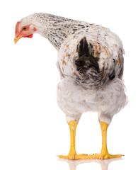 back side of one white chicken isolated on white background, studio shoot