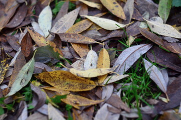 Yellow willow leaves on the ground
