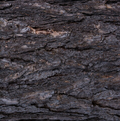 Pine tree bark texture at close range.