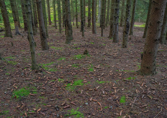 Color trees near Utersky creek in deep forest in autumn color day