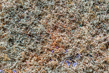 Small wood shavings from sharpened pencils, background.