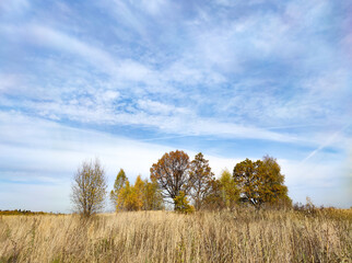 tree in the field