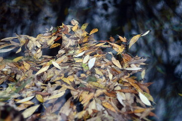 Photo of fallen willow leaves on the water