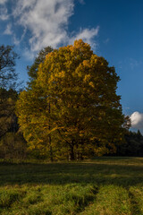 Obraz premium Big color old leaf trees on autumn meadow with sunset near Utery town