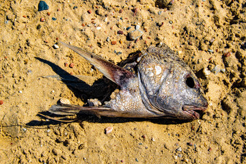 Dead Head Fish Over Sand