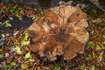 The stump of a felled tree is a section of the trunk with annual rings. Texture close-up. The destruction of trees for the needs of humanity has led to an environmental disaster. High quality photo