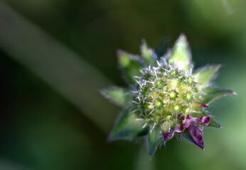 Verblühende Witwenblume mit Morgentau