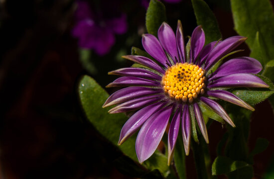 Margarita africana despertando