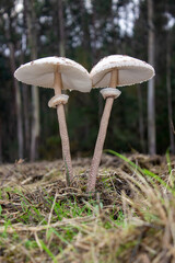 pareja de lepiotas gigantes en el bosque
