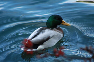 Obraz premium germano reale, anatra, duck