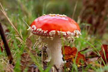 amanita muscaria en el campo