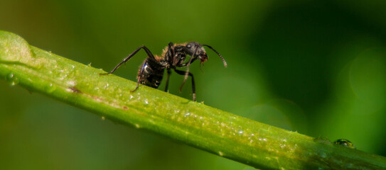 Hormiga negra en el jardín