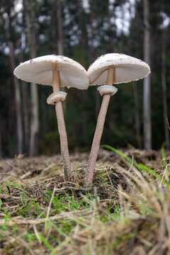 pareja de lepiotas gigantes en el bosque
