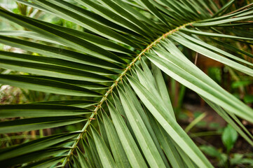 Obraz na płótnie Canvas closeup nature view of green leaf and palms background. Flat lay, dark nature concept, tropical leaf