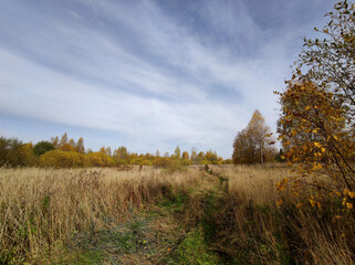 autumn in the forest