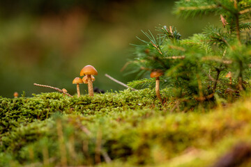 Mini Pilze