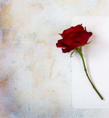 One red rose on a light background. space for text, postcard