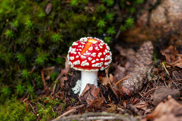 Fliegenpilz