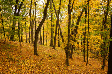 Obraz premium Beautiful autumn park in the city