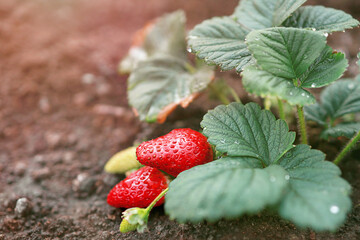 one strawberry Bush with ripe berries grows out of the ground close up location on the right.