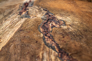 Fototapeta na wymiar The stump of a felled tree. Texture close-up. The destruction of trees for the needs of humanity has led to an environmental disaster. High quality photo