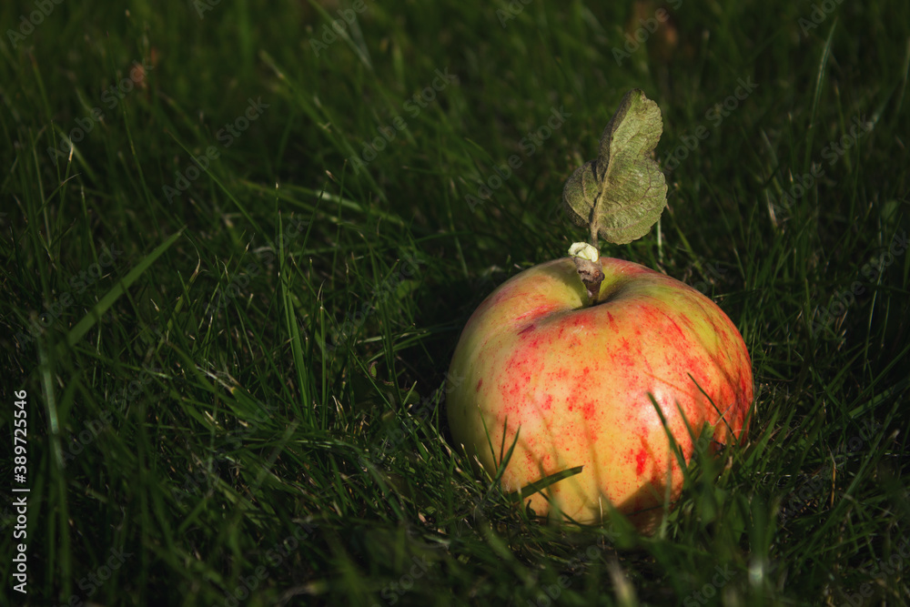 Wall mural close-up of apple and its leaf on dark green grass.