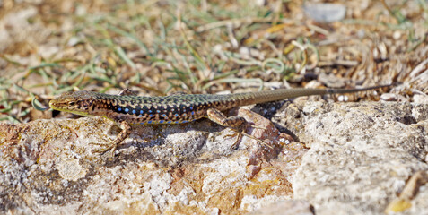 lizard basking in the sun