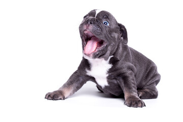 Bulldog puppy with open jaws on a white background