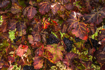 Weinblatt Weinlaub