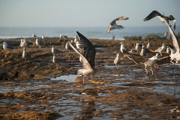 flying gulls on rocks, coast of Morocco