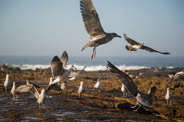 flying gulls on rocks, coast of Morocco