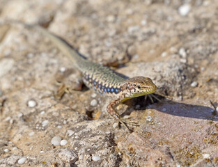 lizard basking in the sun