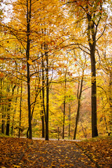 Fototapeta premium Beautiful autumn park in the city